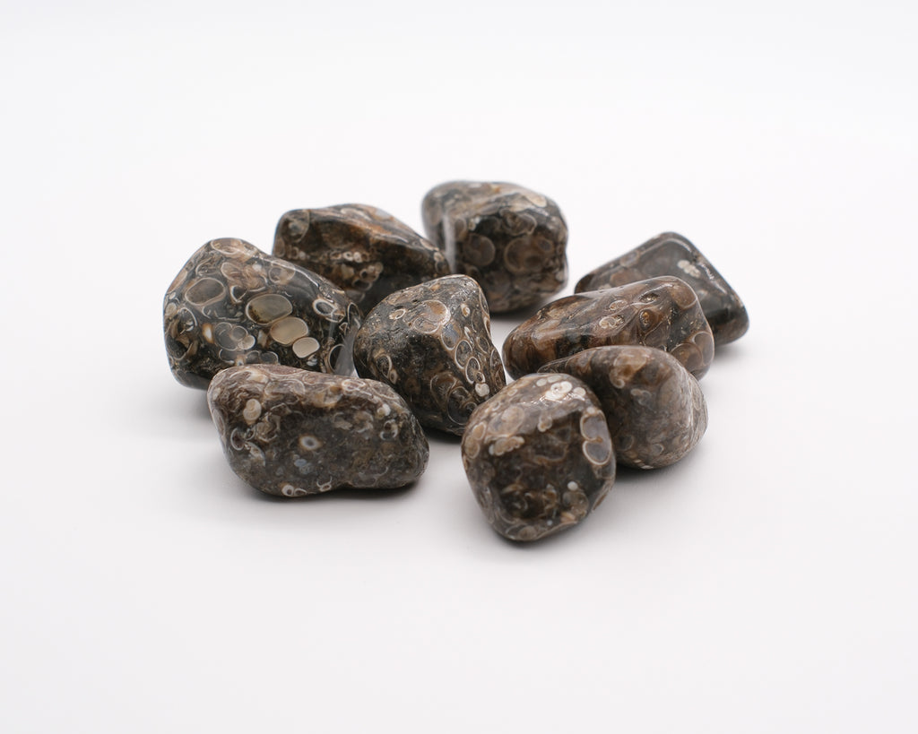 Agate turitelle