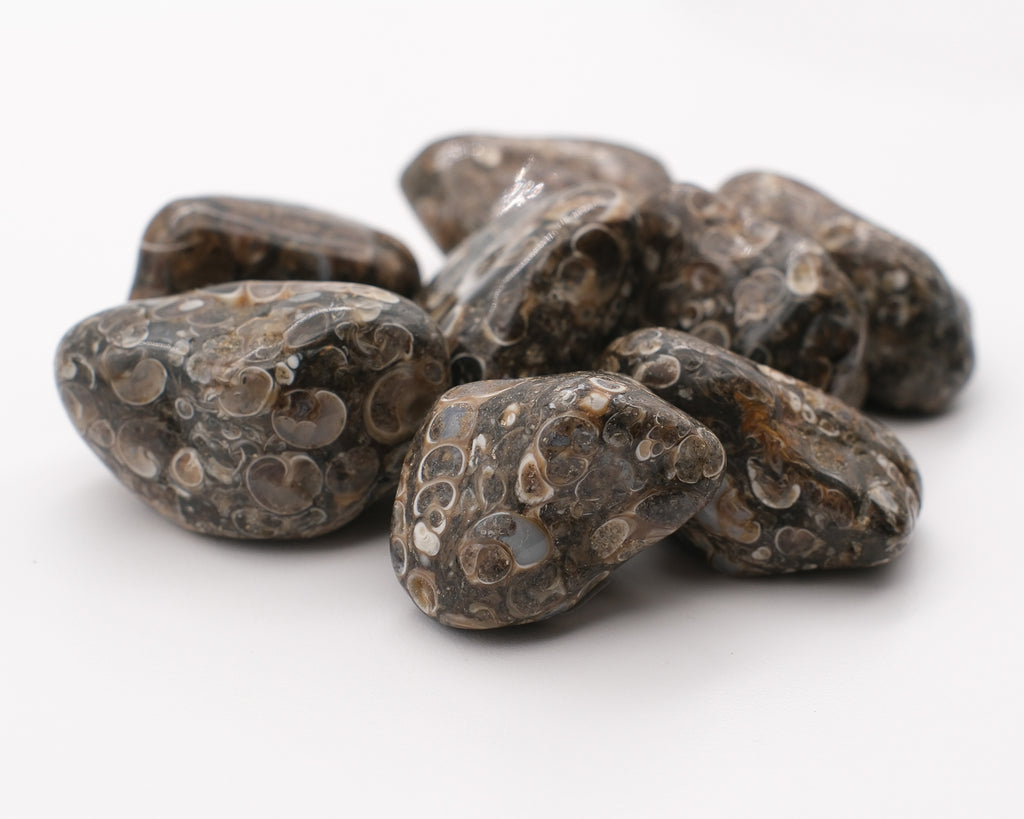Agate turitelle