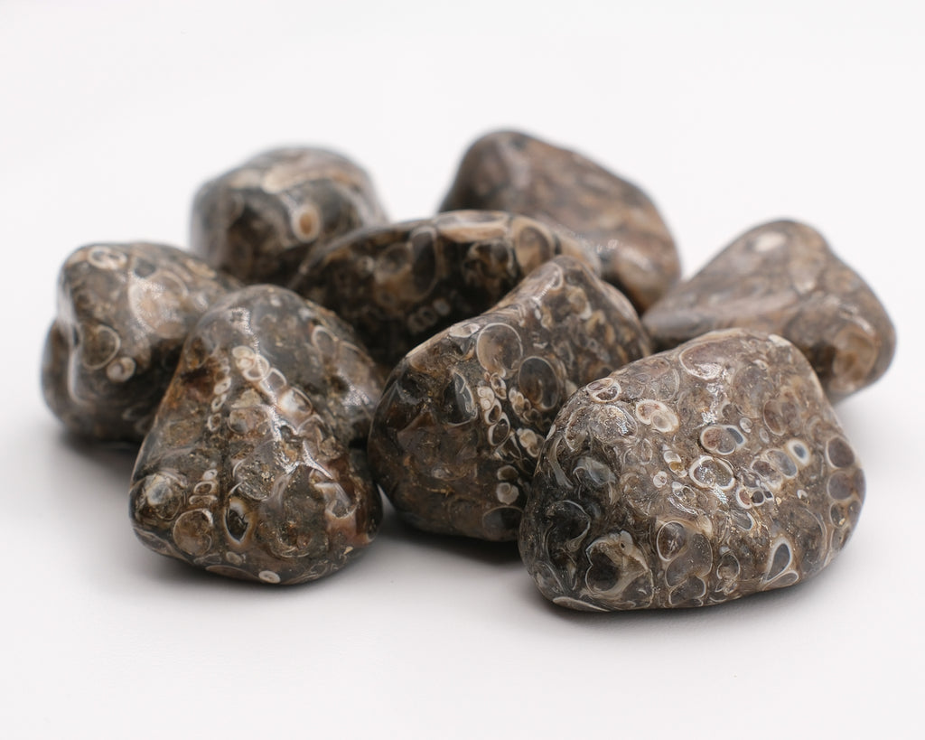 Agate turitelle