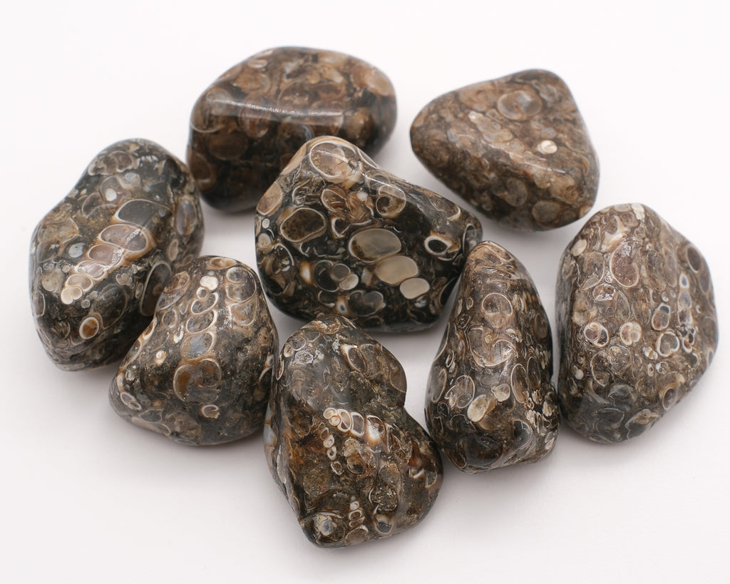 Agate turitelle