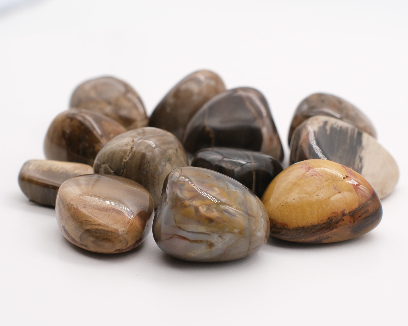 Bois fossilisé ou jaspe capuccino