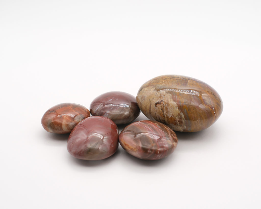 Fossilized wood