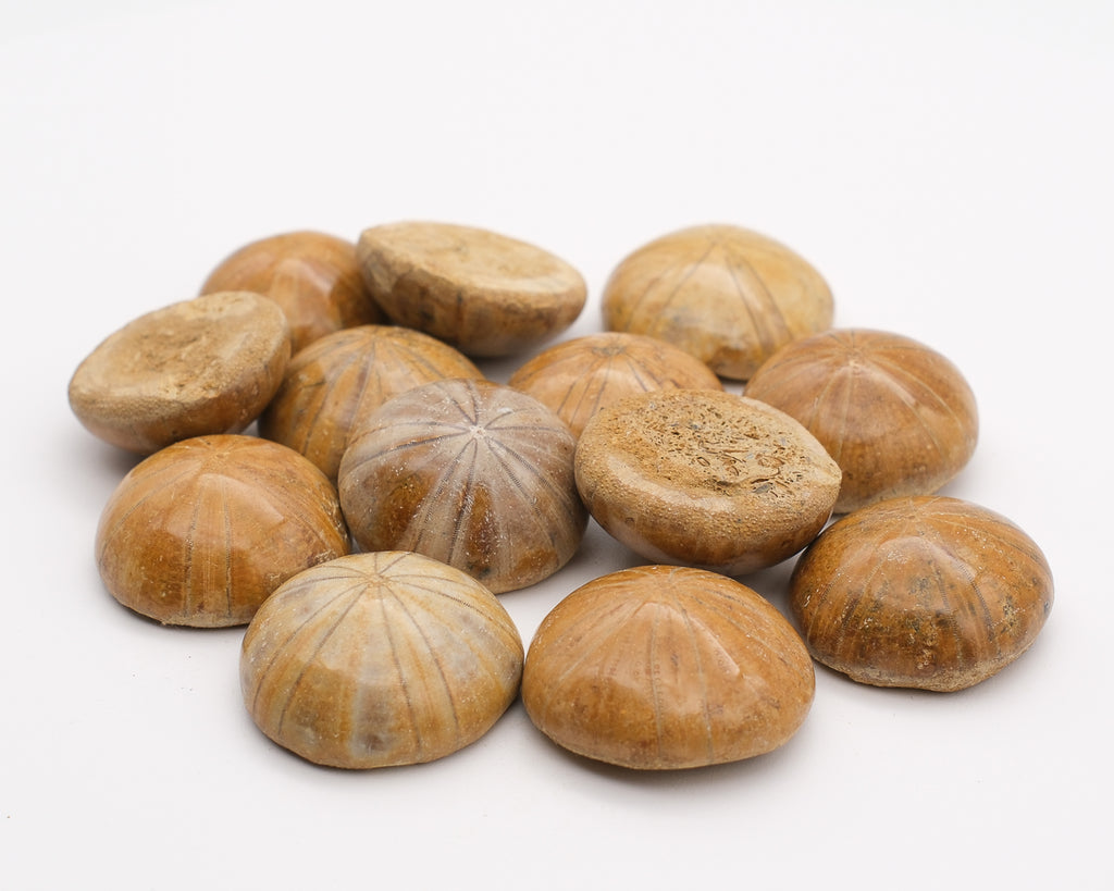 Oursin fossilisé