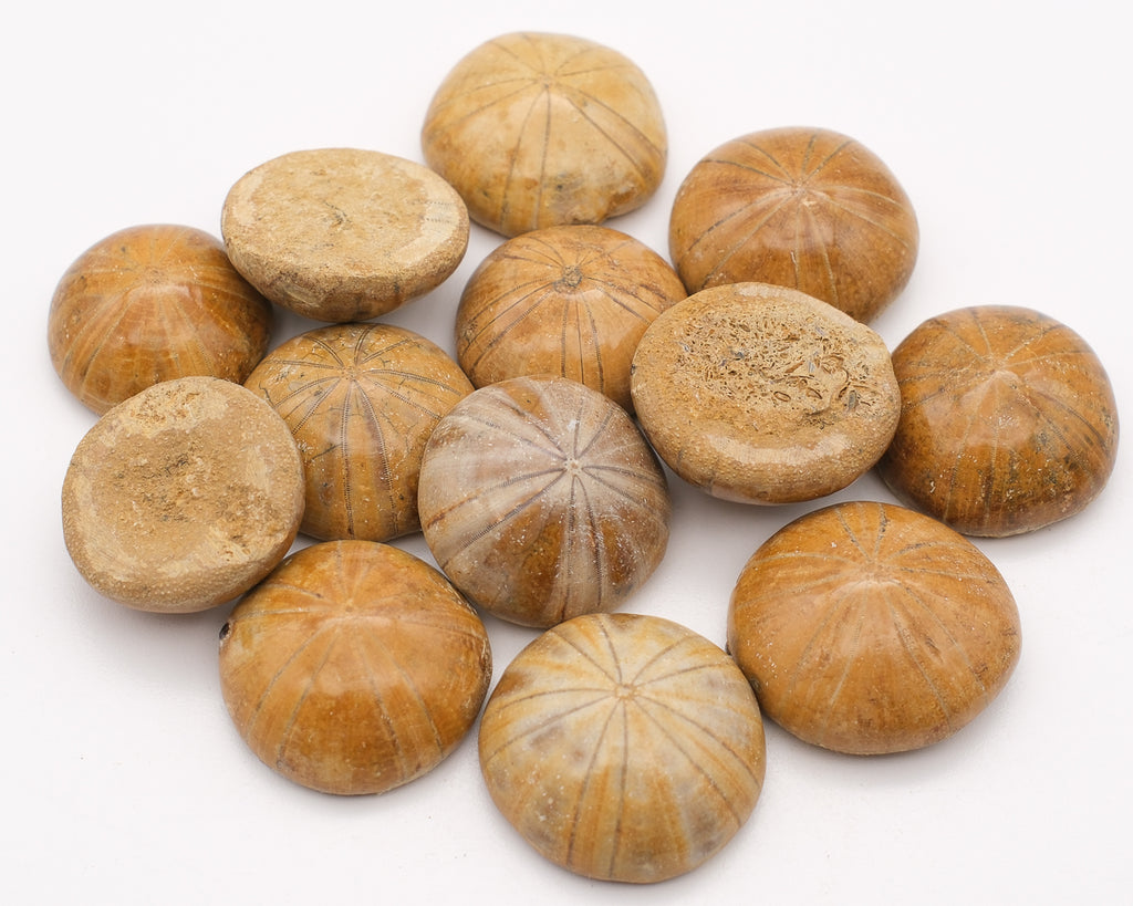 Oursin fossilisé