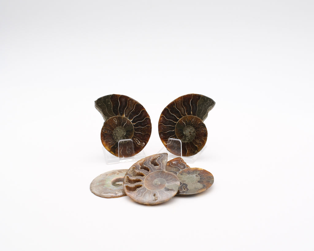 Ammonite calcifiée à loges  foncé