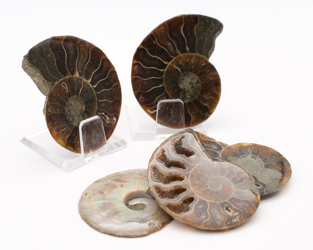 Ammonite calcifiée à loges  foncé