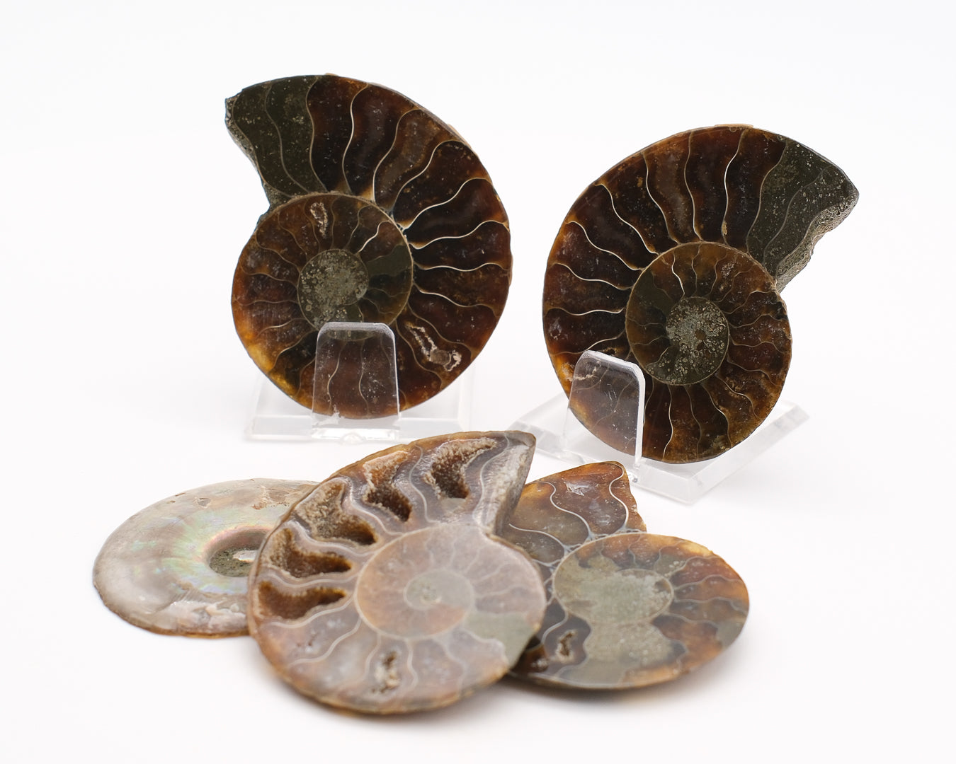 Ammonite calcifiée sciée brune