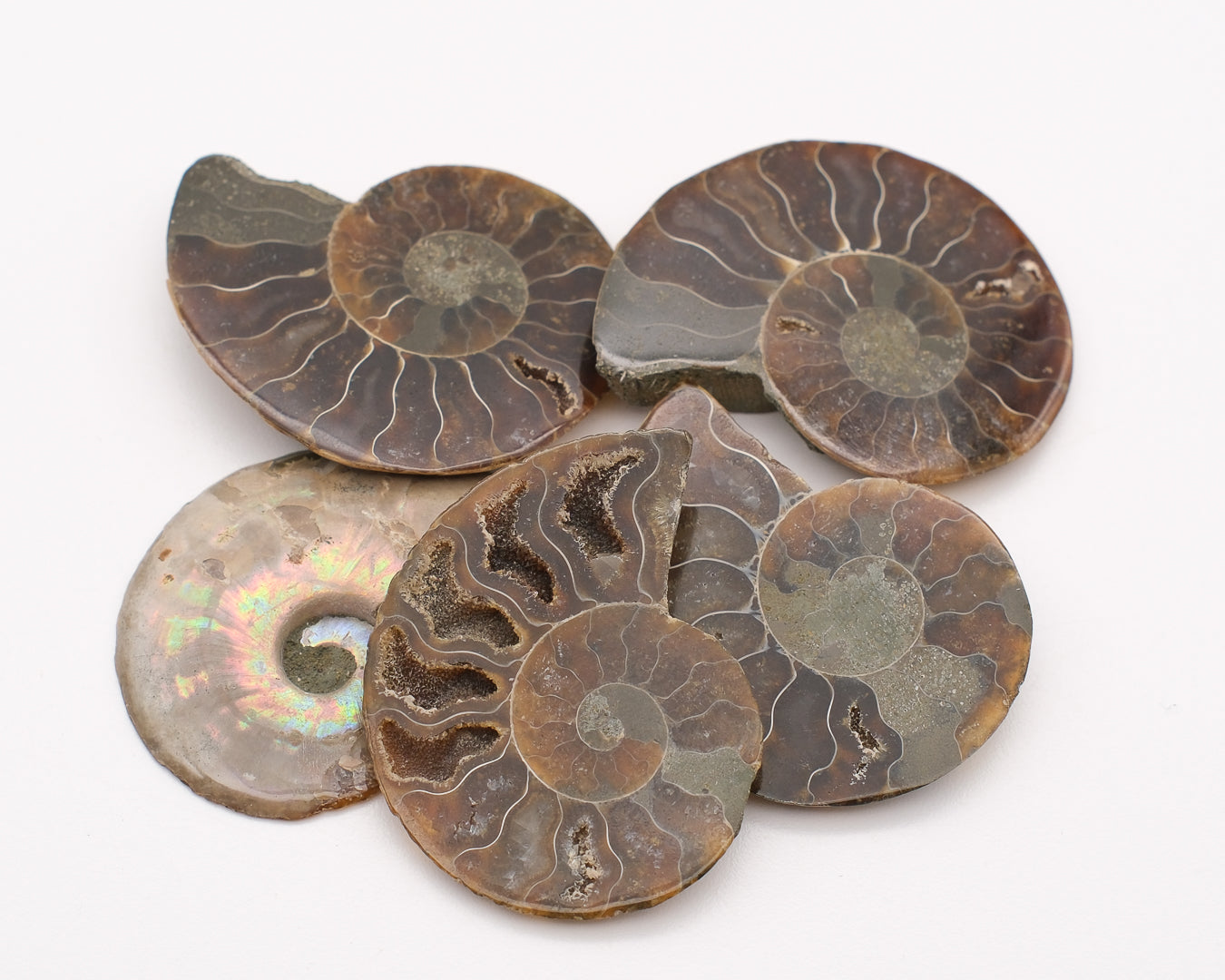 Ammonite calcifiée sciée brune