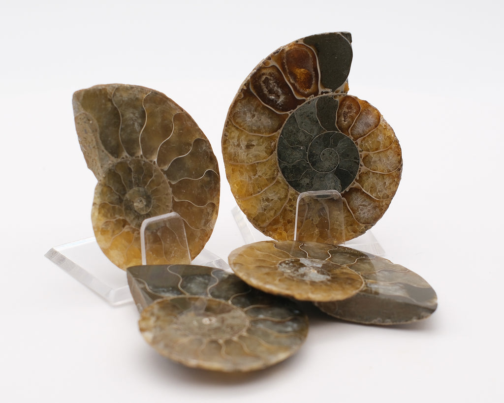 Ammonite à loges calcifiées jaune