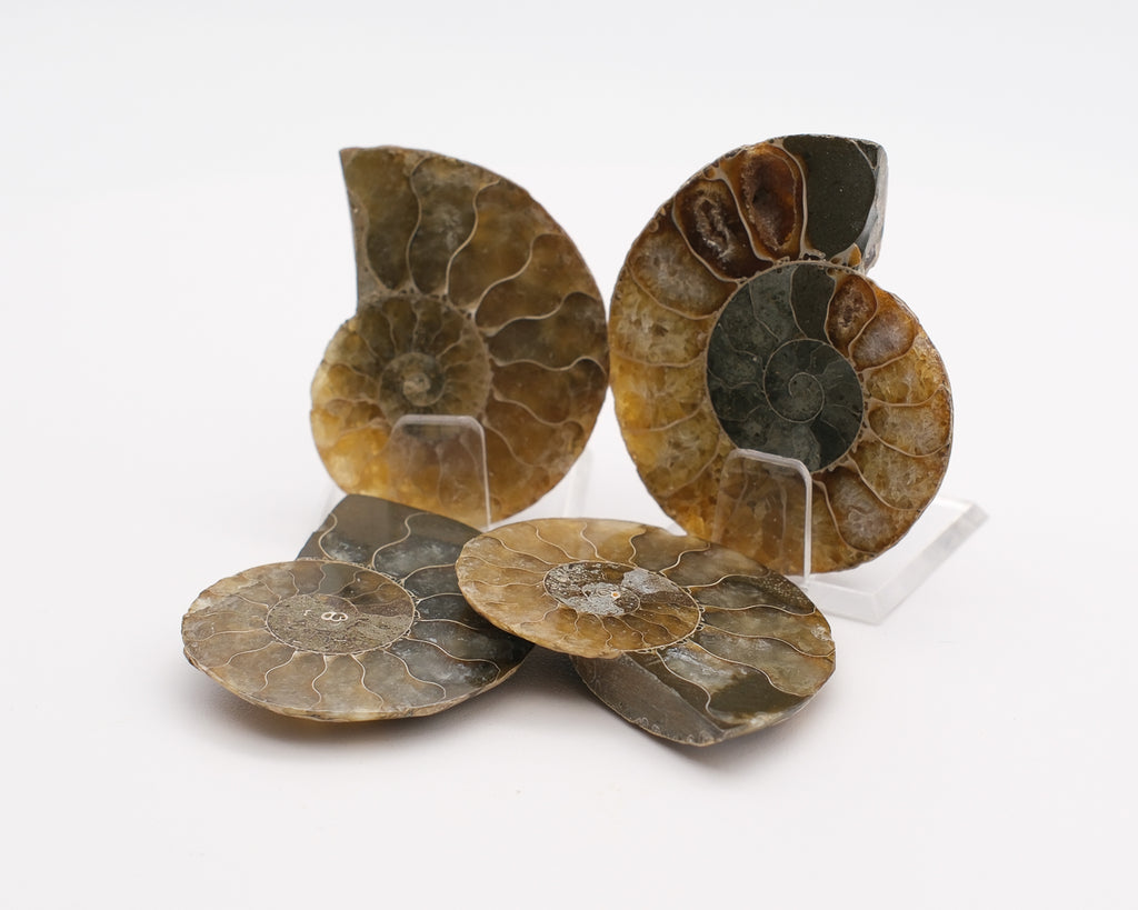 Ammonite à loges calcifiées jaune
