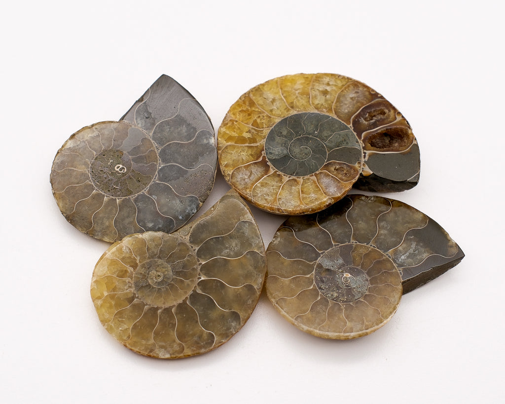 Ammonite à loges calcifiées jaune