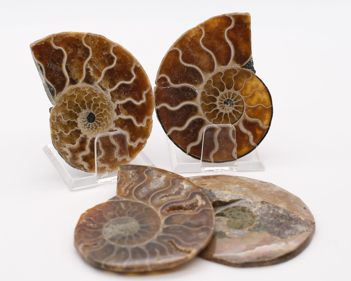 Ammonite calcifiée sciée  caramel