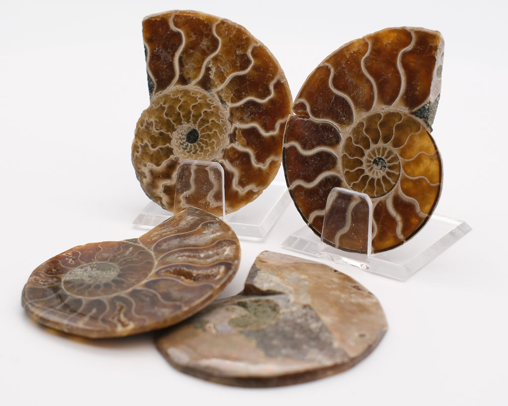 Ammonite calcifiée sciée  caramel