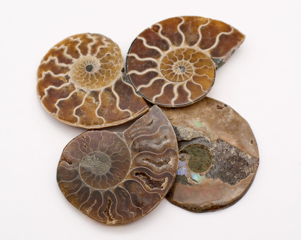 Ammonite calcifiée sciée  caramel