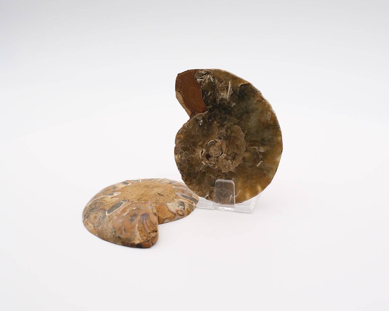 Ammonite calcifiée sciée à loges