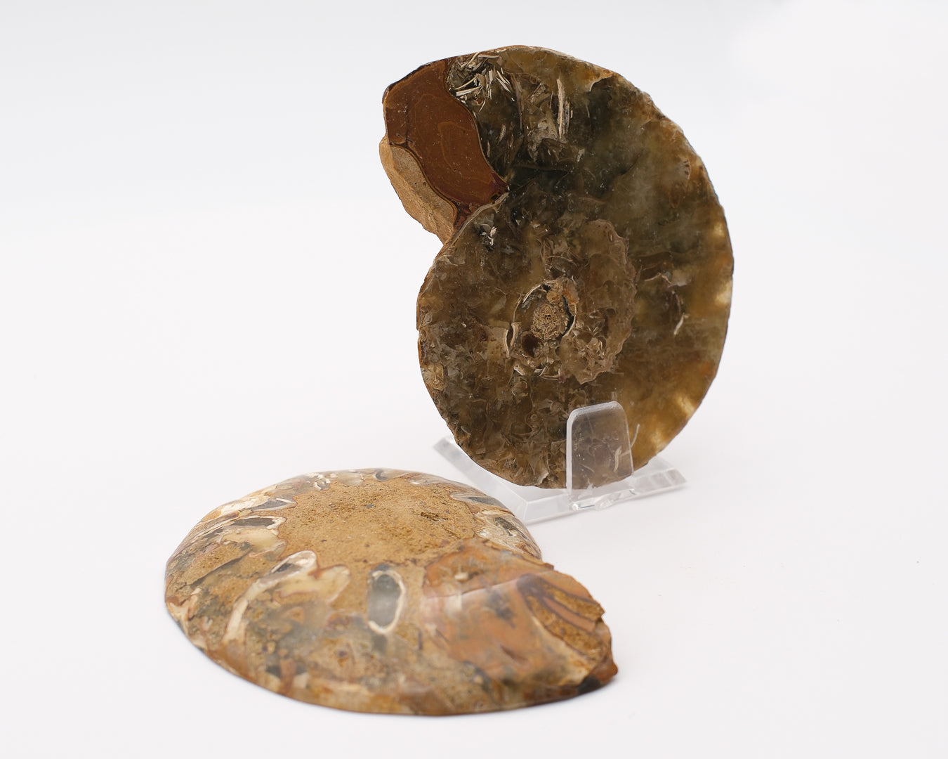 Ammonite calcifiée sciée à loges