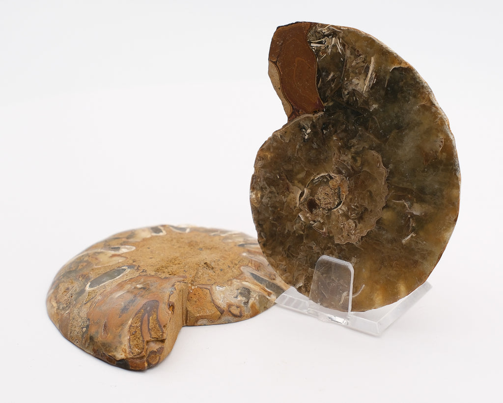 Ammonite calcifiée sciée à loges