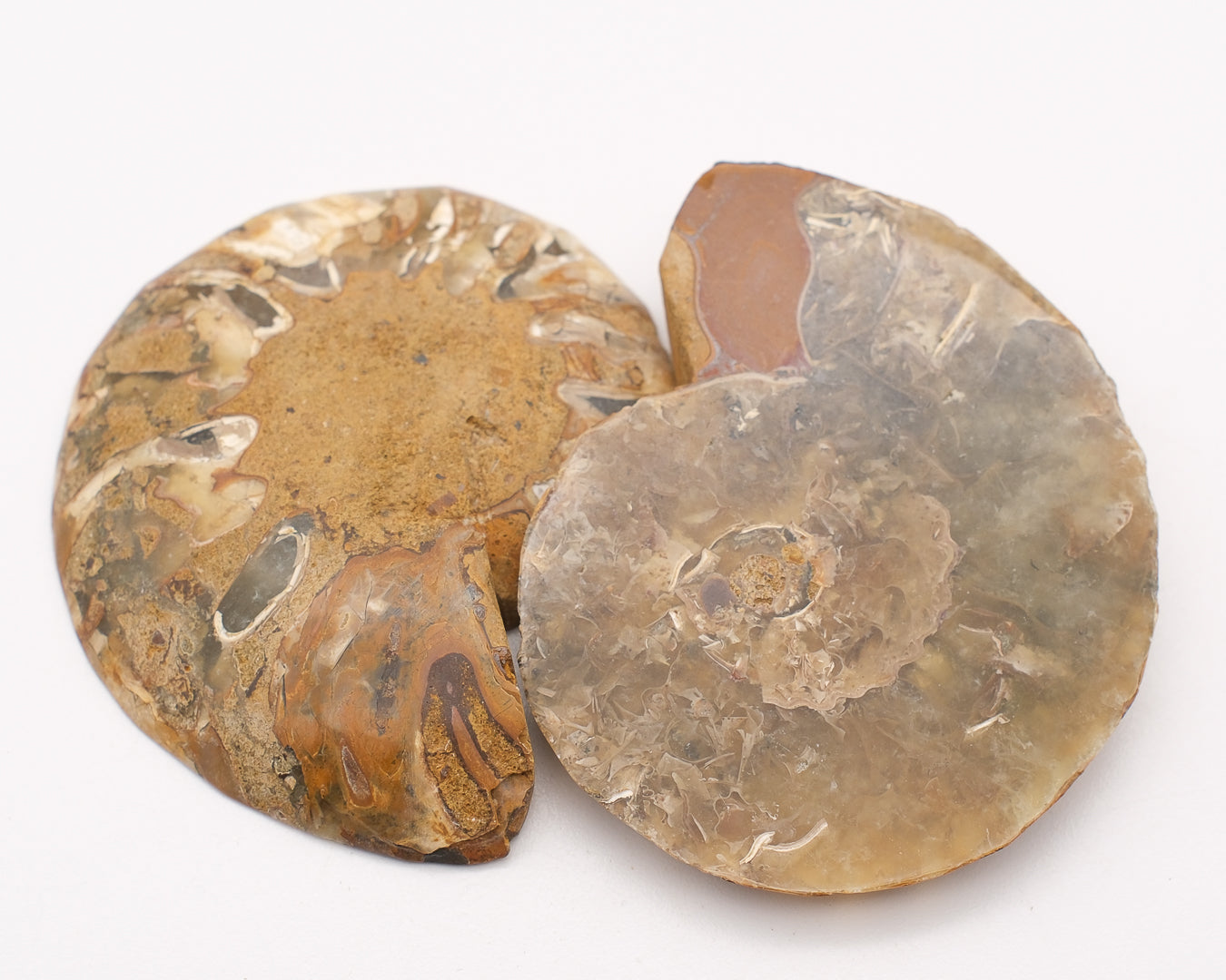 Ammonite calcifiée sciée à loges