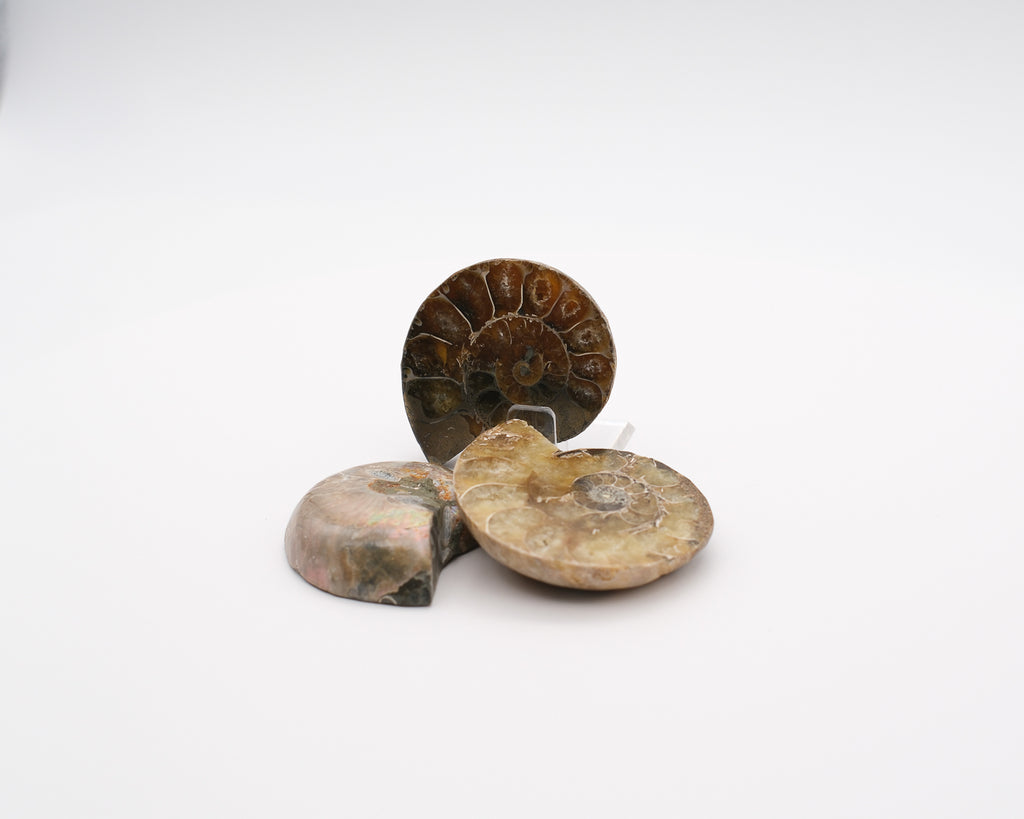 Ammonite calcifiée sciée