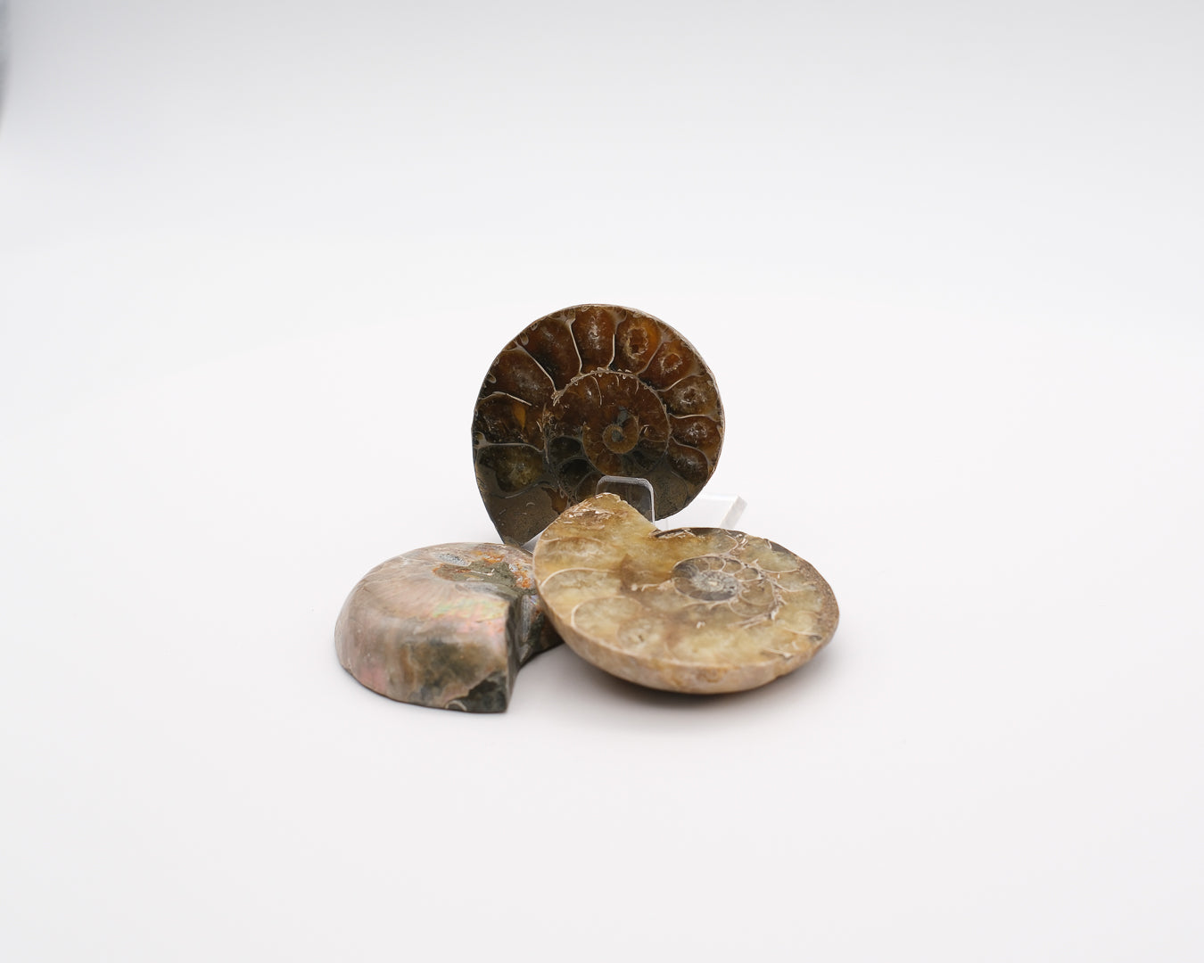 Ammonite calcifiée sciée