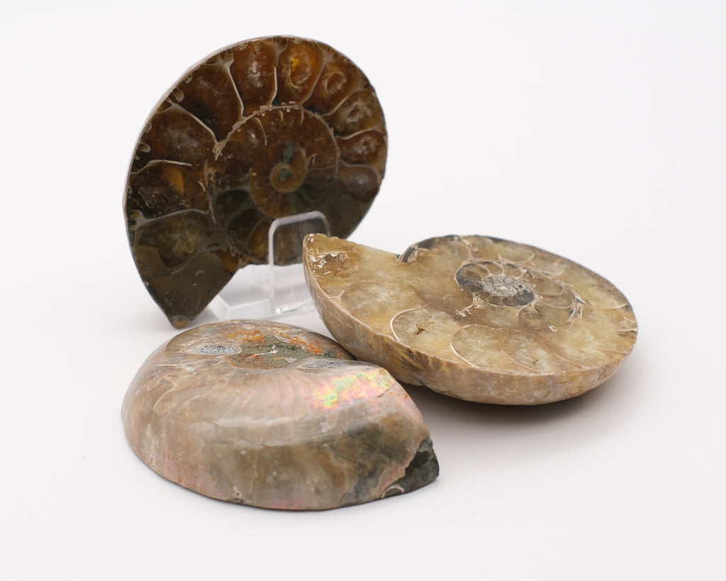 Ammonite calcifiée sciée
