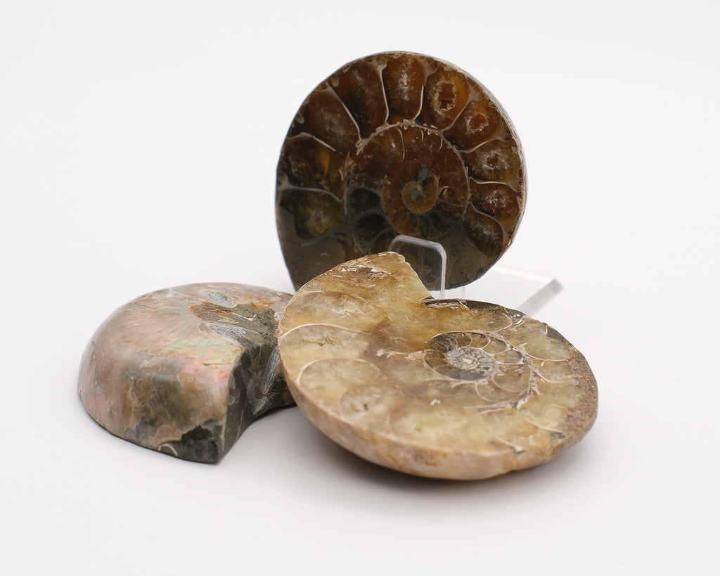 Ammonite calcifiée sciée