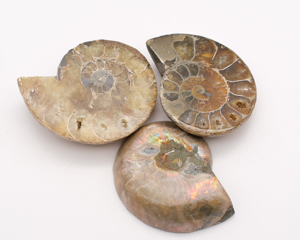 Ammonite calcifiée sciée