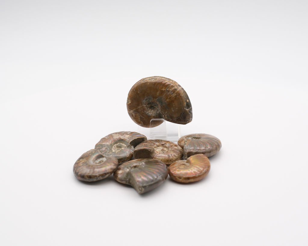 Ammonite nacrée et opalescente polie