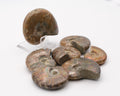 Ammonite nacrée et opalescente polie
