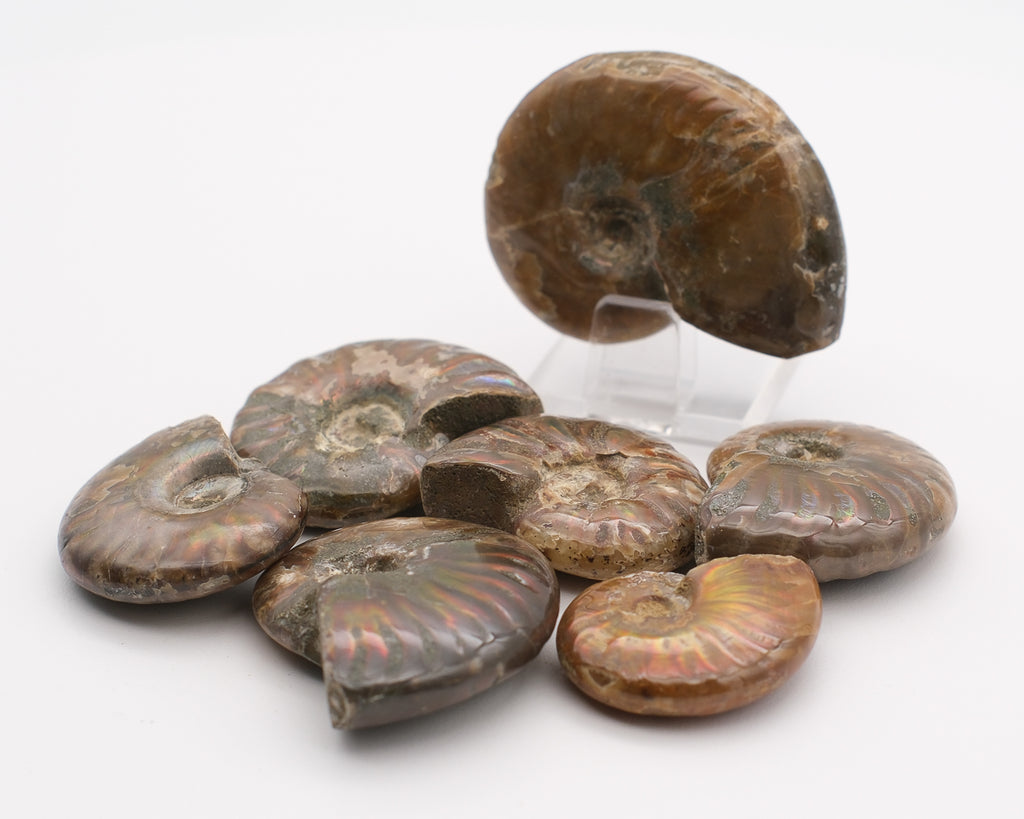 Ammonite nacrée et opalescente polie