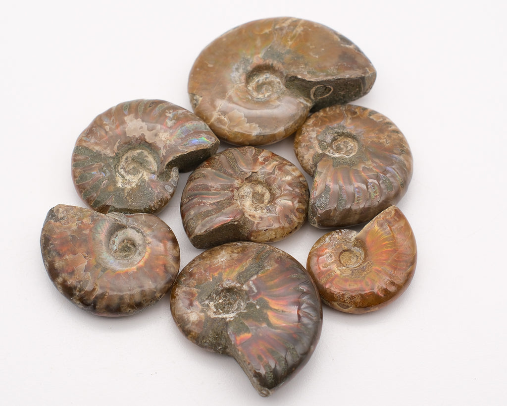 Ammonite nacrée et opalescente polie