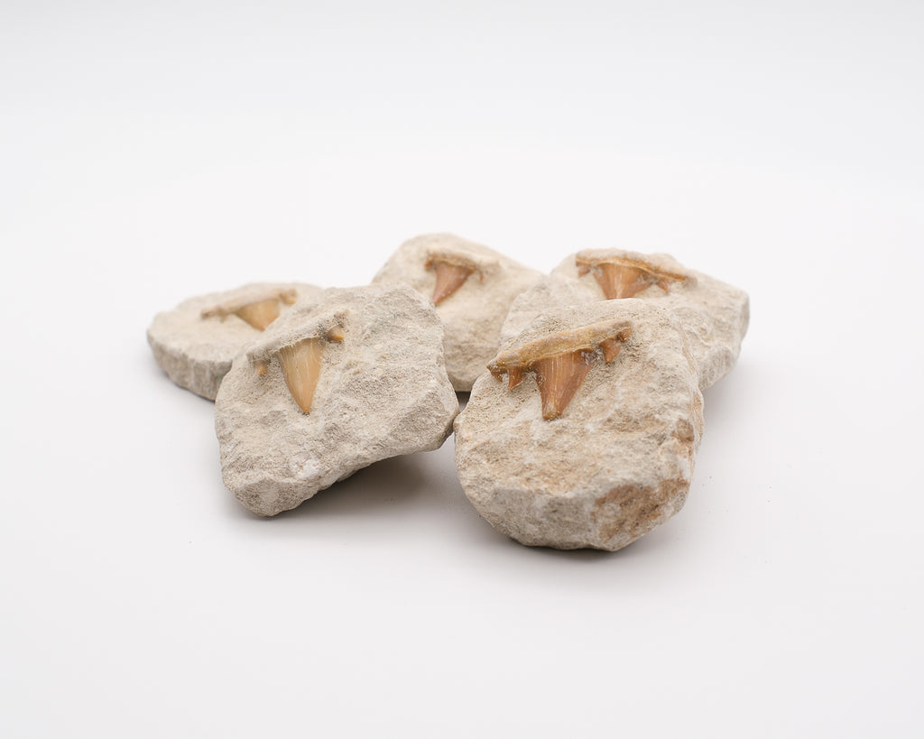 Dent de requin fossilisée d'otodus obliquus sur gangue naturelle