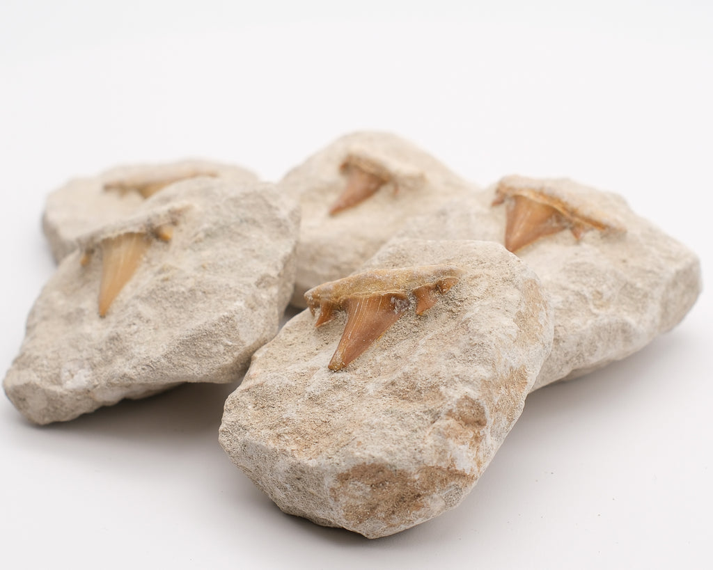 Dent de requin fossilisée d'otodus obliquus sur gangue naturelle