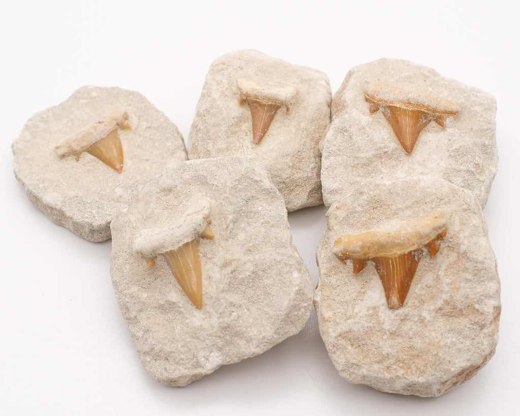Dent de requin fossilisée d'otodus obliquus sur gangue naturelle