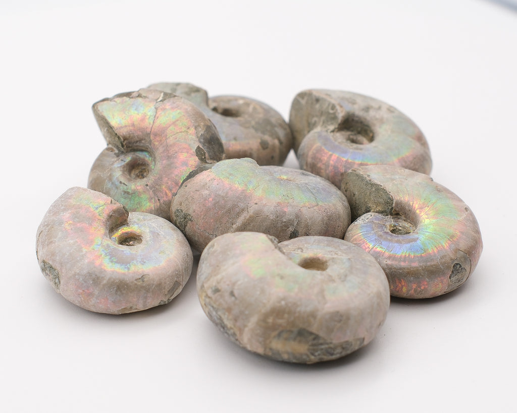 Ammonite irisée blanche naturelle