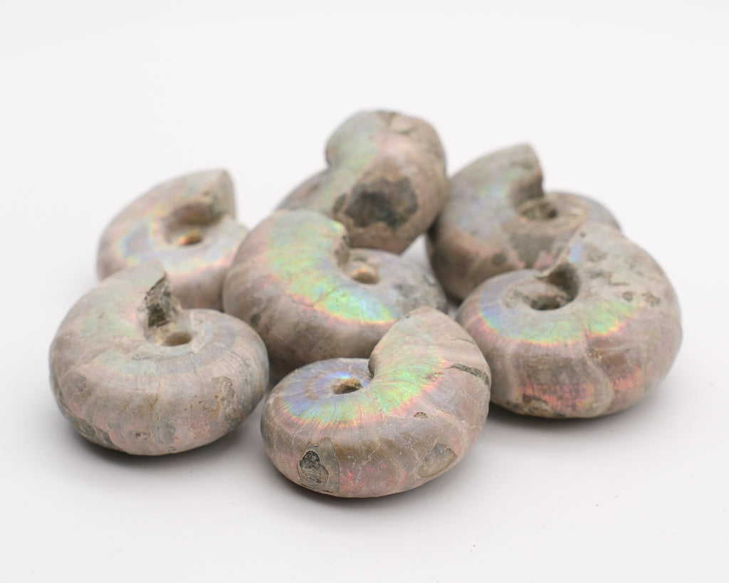 Ammonite irisée blanche naturelle