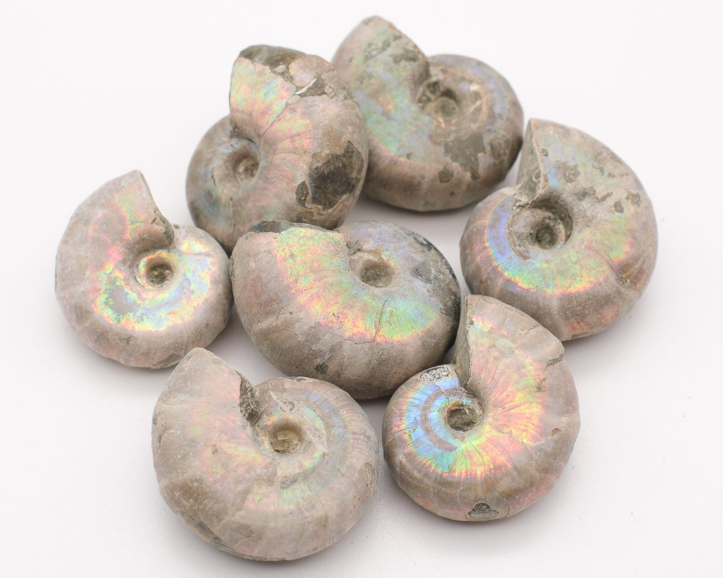 Ammonite irisée blanche naturelle