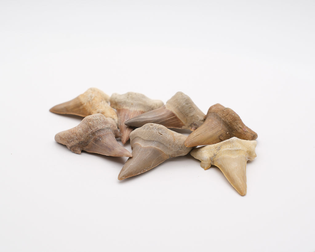 Dent de requin fossilisée otodus obliquus