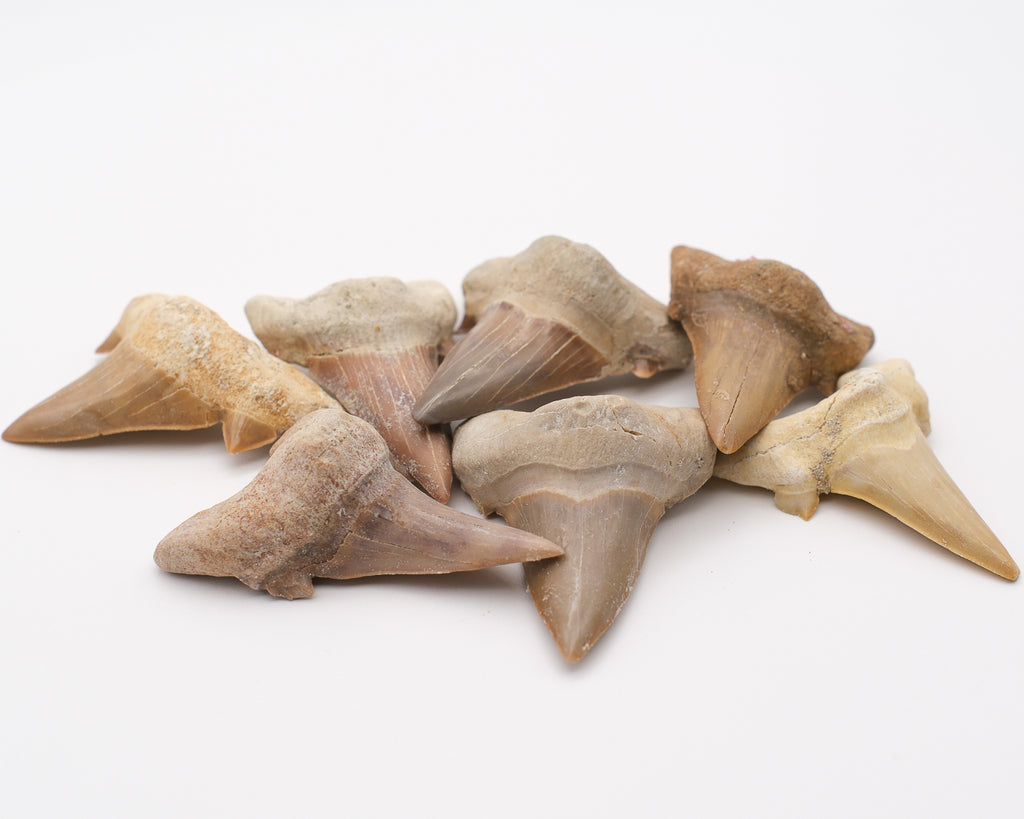 Dent de requin fossilisée otodus obliquus