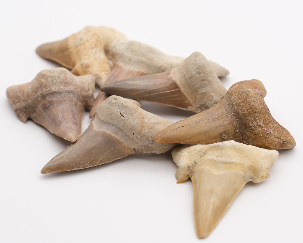 Dent de requin fossilisée otodus obliquus