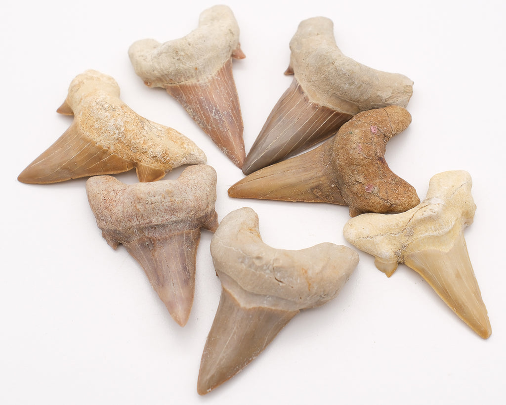 Dent de requin fossilisée otodus obliquus