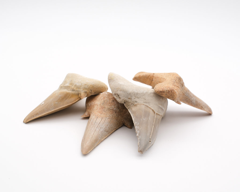 Otodus obliquus grande dent de requin fossilisée