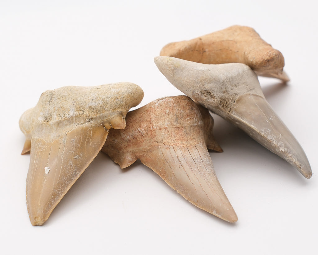 Otodus obliquus grande dent de requin fossilisée