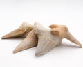 Otodus obliquus grande dent de requin fossilisée