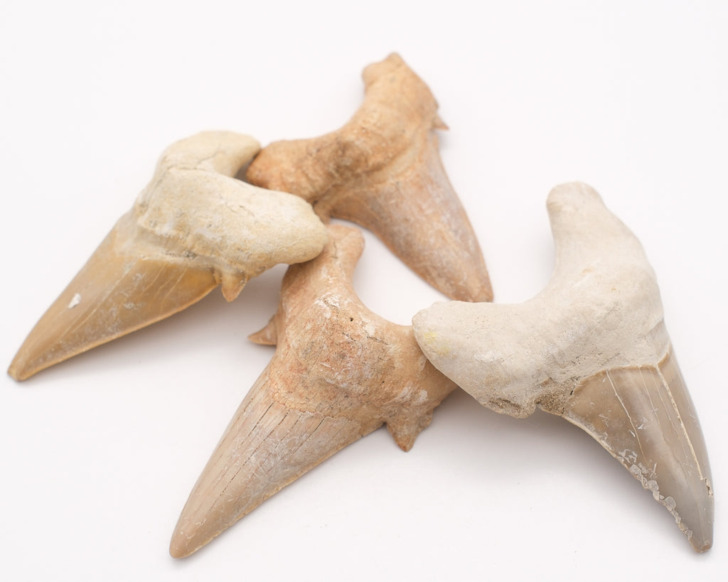 Otodus obliquus grande dent de requin fossilisée