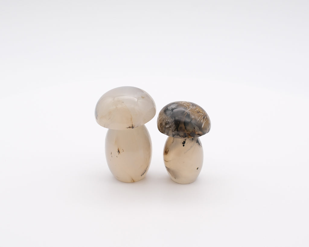 Champignon agate plume