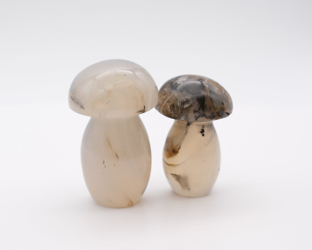 Champignon agate plume