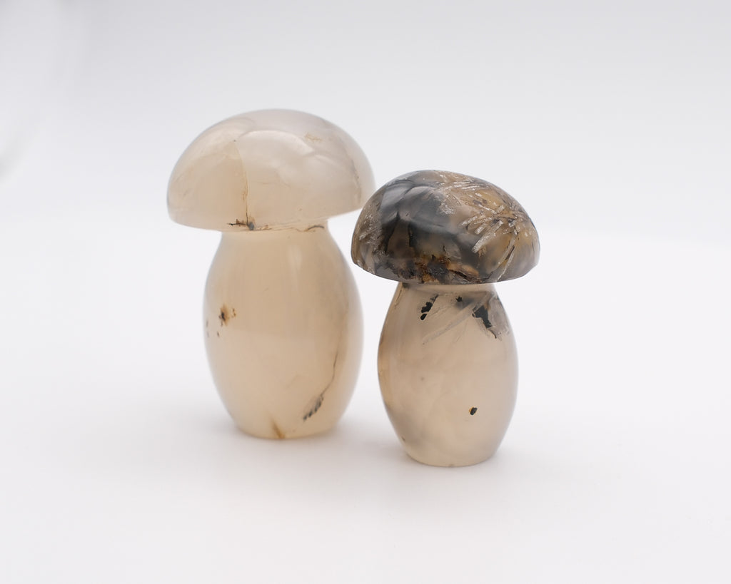 Champignon agate plume